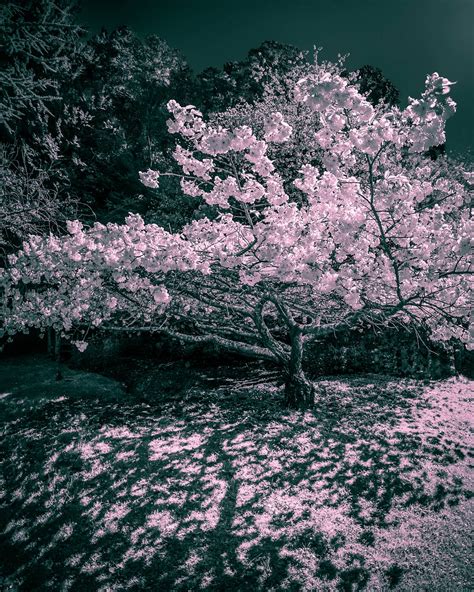 Colours Of Spring Stage 1 Remarkable Imagery