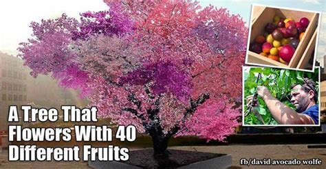 Mystical Tree That Produces 40 Different Fruits