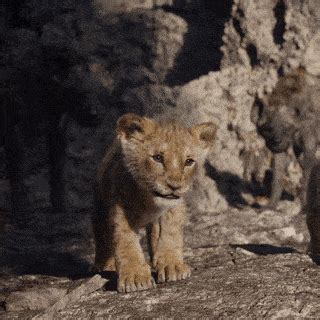 Jungle King Gif - IceGif