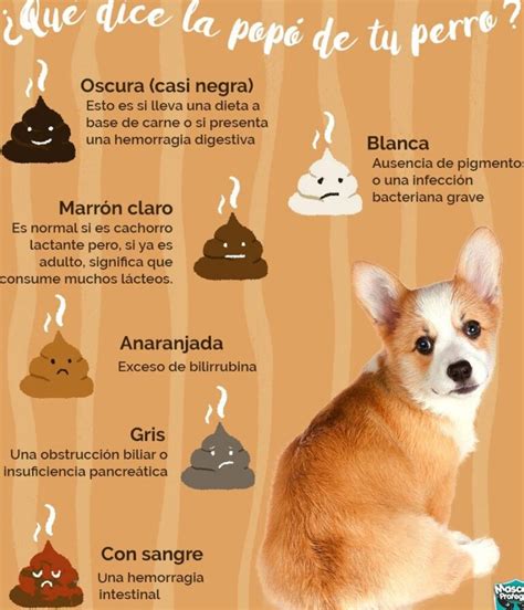 Cuáles son los Valores Normales de un Análisis de Sangre en Perros