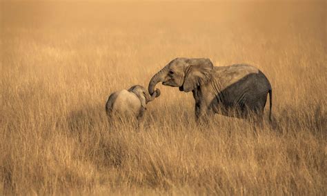 Species Spotlight: African Elephant | Pages | WWF