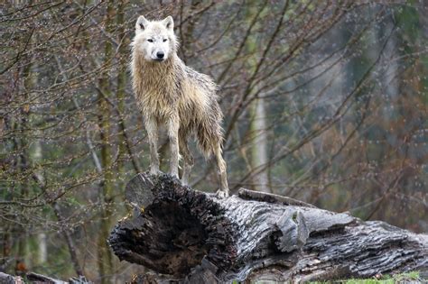 Arctic Wolf On The Rock Another One Posing Well Flickr