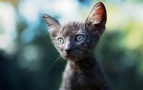 10 Things You Didn't Know About Lykoi Cats