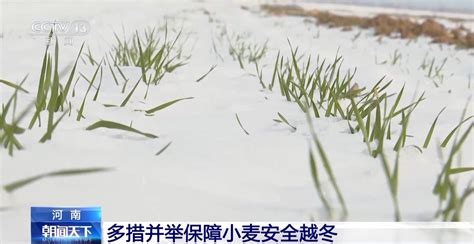 降雪降温后小麦如何安全越冬？农技人员到田间地头支招凤凰网资讯凤凰网