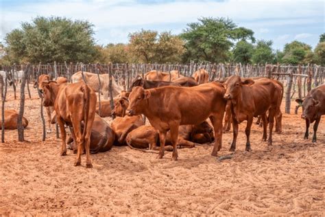 165 Cows Kraal Royalty-Free Photos and Stock Images | Shutterstock