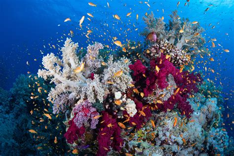 Arrecifes De Coral En Quintana Roo Puerto Morelos