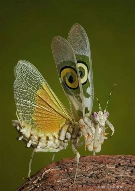 .: Colorful Insects