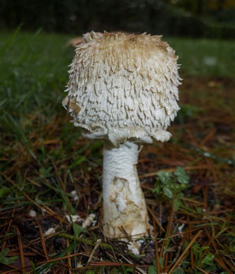 Free Images Nature Forest Rain Macro Grow Autumn Fungus Fungi