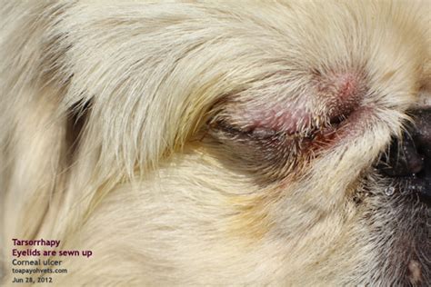 20100619Dental_scaling_health_care_problems in Singapore dogs_fistula_Oronasal_Dog_ToaPayohVets ...