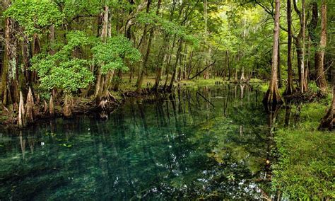 Support Florida State Parks Amelia Islander Magazine