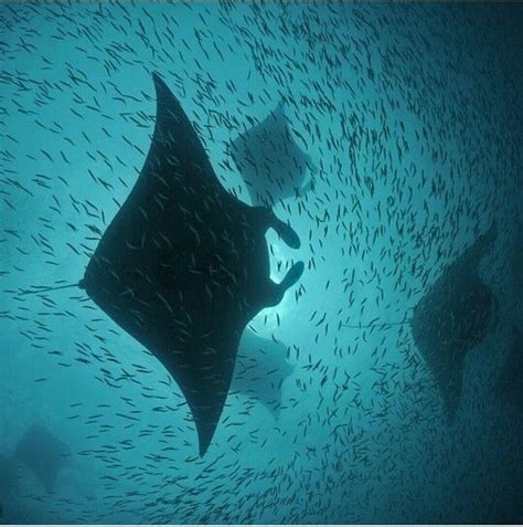 Manta ray feeding time | Manta ray, Animals beautiful, Sea life