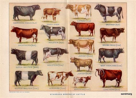 1912 Chart Of Standard Breeds Of Cattle Bevy Of Bovine