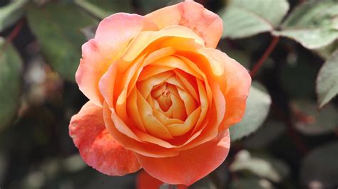 13 Beautiful Orange Rose Varieties For Vibrant Garden Color