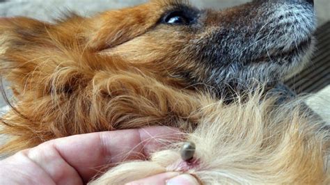 The Dangers of Tick-Borne Diseases in Dogs - ThePetsAbout