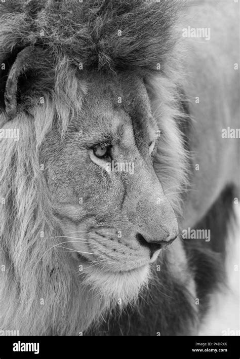 Stunning Intimate Portrait Image Of King Of The Jungle Barbary Atlas Lion Panthera Leo In Black