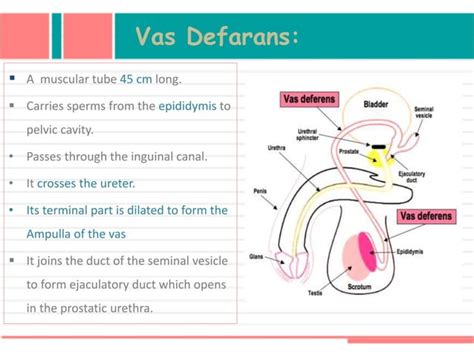 Male Pelvis Viscera Ppt