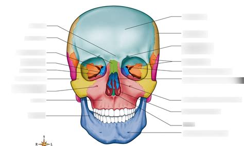 Anterior View Of Skull Diagram Quizlet