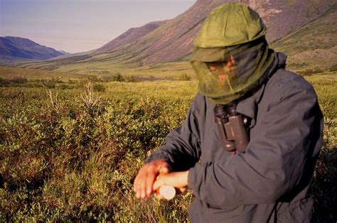 The truth about mosquitoes in Alaska - Arctic Wild