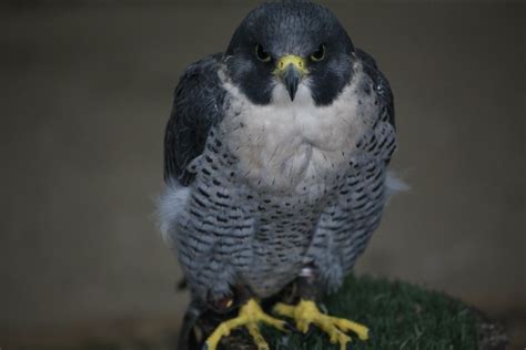 Birds Of Prey Centre Thirsk Flickr