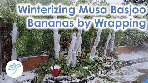 Winterizing Musa Basjoo Cold Hardy Banana Plants Youtube