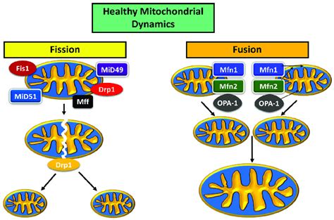 Mitochondrial Dynamics In A Healthy Neuron Download Scientific Diagram