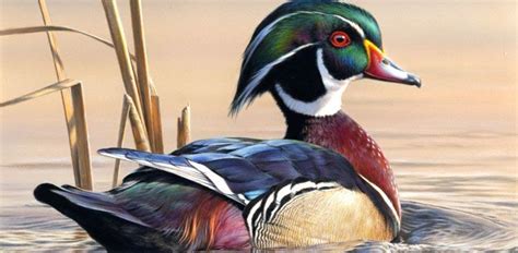 2011 Federal Duck Stamp Contest Winner Announced | Grand View Outdoors