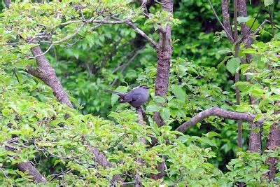 Colvin Run Habitat: Gray Catbird Narrowly Escapes Coopers Hawk