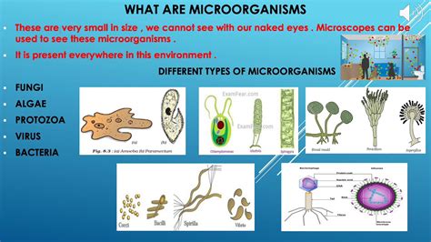 Class 8 Science Ch 2 Microorganisms Part 1 Youtube