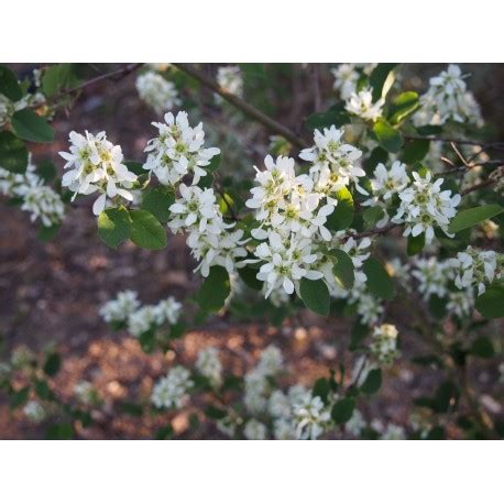 Amelanchier Alnifolia P Piniere Brochet Lanvin