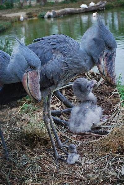 Look At This Baby Bird Shoebill Shoebill Stork Pet Birds Vögel