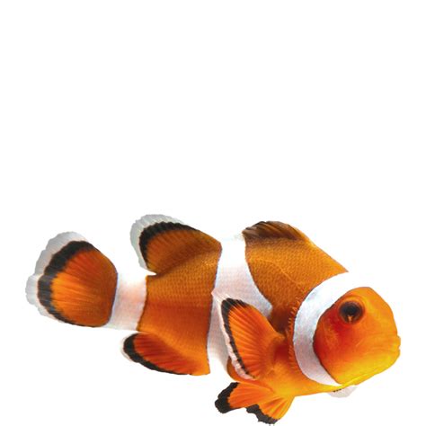 Clown Fish PNG Image PNG Mart