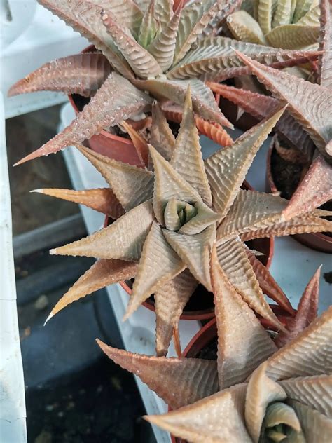 Haworthia Limifolia V Limifolia D Roux Siracactus Online