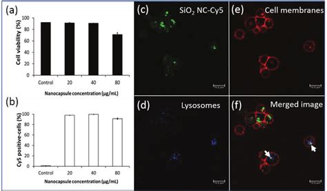 Cellular Uptake Study Of Cy Labeled Sio Ncs In Cd T Cells A