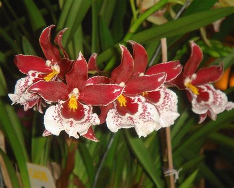 Orchidee Cambria