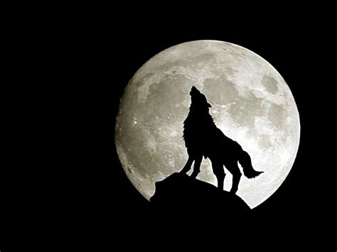 Lone Wolf Wallpapers - Top Free Lone Wolf Backgrounds - WallpaperAccess