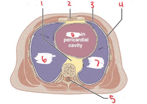 Final Exam Anatomy Diagrams Flashcards Quizlet