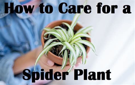 How To Care For A Spider Plant Dengarden