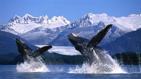 Humpback Whale Wallpapers - Top Free Humpback Whale Backgrounds - WallpaperAccess