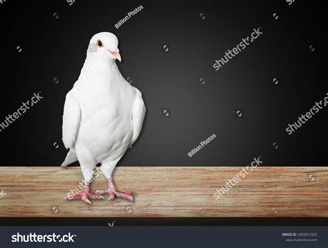 Symbol Freedom World Beautiful White Dove Stock Photo 1983051023 | Shutterstock