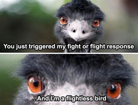 You Just Triggered My Fight Or Flight Response And Limfaflightless Bird