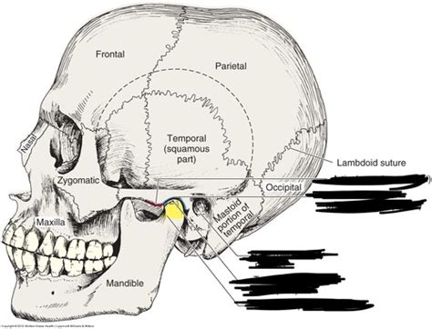 Head And Neck Ch5 TMJ Study Guide Flashcards Quizlet