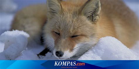 Being aware of foxes, habitat and human body morphology Page all ...