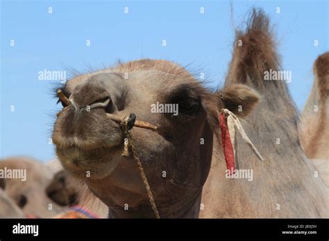 camels in the gobi desert Stock Photo - Alamy