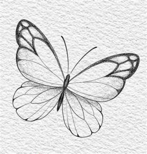 Schmetterling Butterfly Art Drawing Butterfly Sketch Book Art Drawings