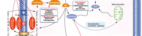 Carbonic Anhydrase抑制剂 Carbonic Anhydrase Inhibitor