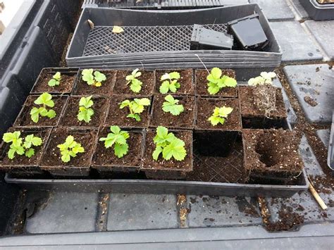 Transplanting Strawberry Seedlings - Grow Shop