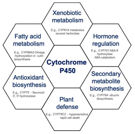 Antioxidants Free Full Text Role Of Cytochrome P450 Enzymes In