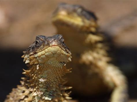 L Zard Reptile Iguane Photo Gratuite Sur Pixabay Pixabay