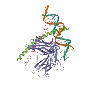 FOS Gene - GeneCards | FOS Protein | FOS Antibody