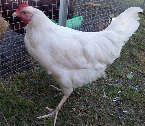 Gender ID: Australorp & Leghorn Cross - Hi from Sydney | BackYard Chickens - Learn How to Raise ...